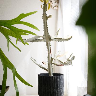 495.陶器鉢に直接植え込むことのメリット、デメリット 495.陶器鉢に直接植え込むことのメリット、デメリット