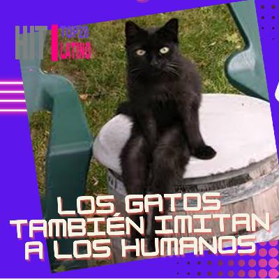 los gatos también imitan a los humanos