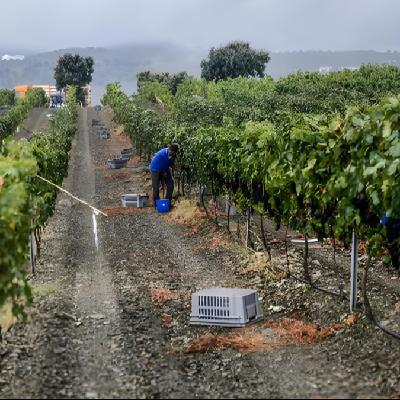 El mejor vino ecológico del mundo es almeriense: hablamos con el responsable de Bodega Palomillo, galardonada en el prestigioso concurso 'Ecoracimo'