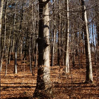 kennet andersen podcast study artikel 9 too 13 25 dec 2023 nr 625 kennet andersen podcast study artikel 9 too 13 25 dec 2023 nr 625