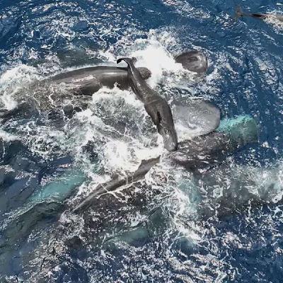 Whale Births Reveal Social Coordination, Microgravity Hinders Reproduction in Space, IBM Simulates Magnetic Materials Quantum Leap, Adult ADHD and Autism Diagnoses Transform Care, and more... Whale Births Reveal Social Coordination, Microgravity Hinders Reproduction in Space, IBM Simulates Magnetic Materials Quantum Leap, Adult ADHD and Autism Diagnoses Transform Care, and more...