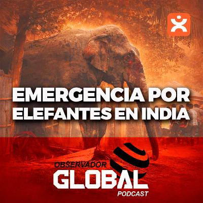 Emergencia por elefantes en India - Observador Global Podcast Emergencia por elefantes en India - Observador Global Podcast