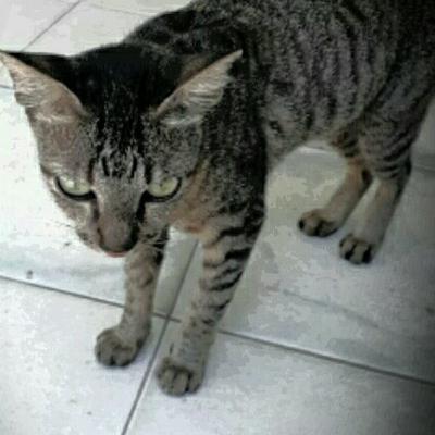 Cerita Kucing 1 Coky Cerita Kucing 1 Coky