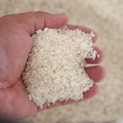 Tin quốc tế - Philippines: Thuế nhập khẩu gạo có thể lên tới 35% sau khi lệnh cấm kết thúc