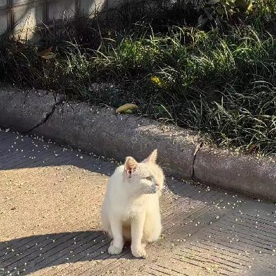 桂花雪=我的焦虑解药