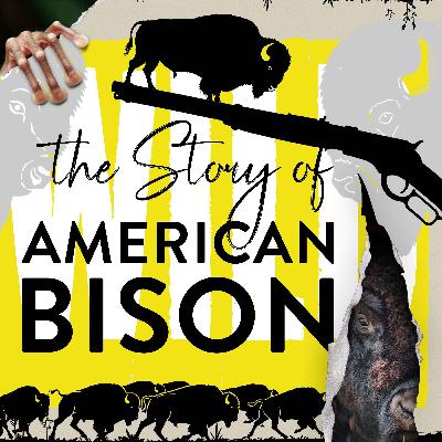 The President That Saved The Bison