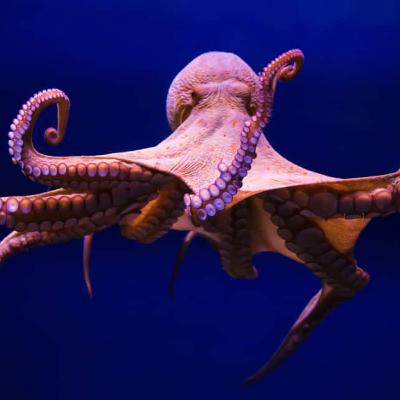 Curiosidades de los animales marinos