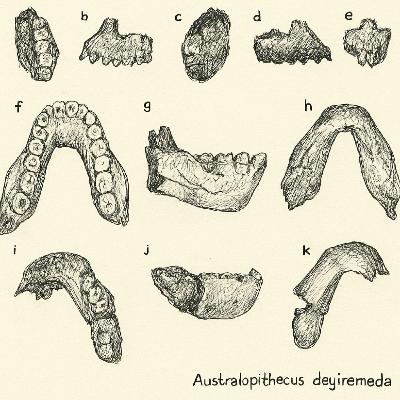 Australopithecus deyiremeda Australopithecus deyiremeda