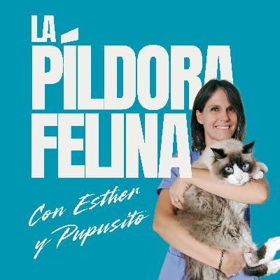 501. Otitis externa en los gatos