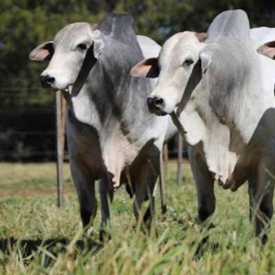 Evolução e qualidade da Pecuária Brasileira