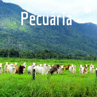Quase tudo sobre a pecuária
