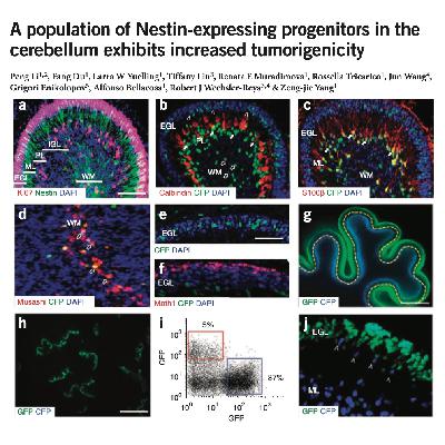 617-The Origins of Medulloblastoma