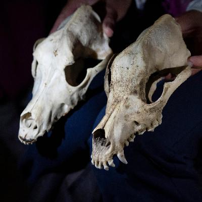 Genetik - Hunde begleiten Menschen seit mindestens 11.000 Jahren