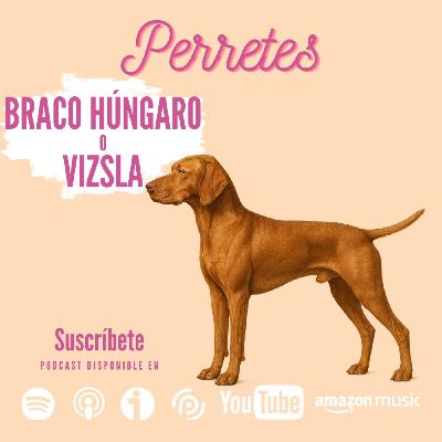 EP94: Braco húngaro EP94: Braco húngaro