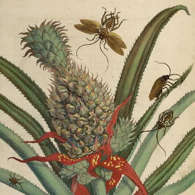 Forschungsreise vor 300 Jahren - Maria Sybilla Merian