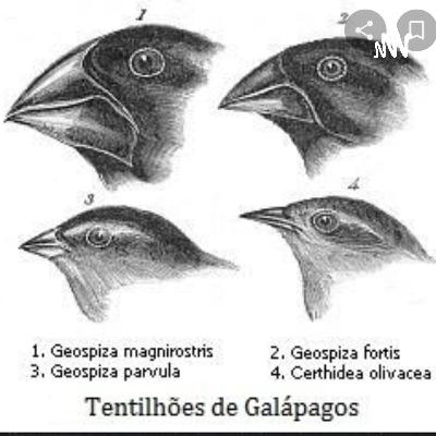 O Darwinismo