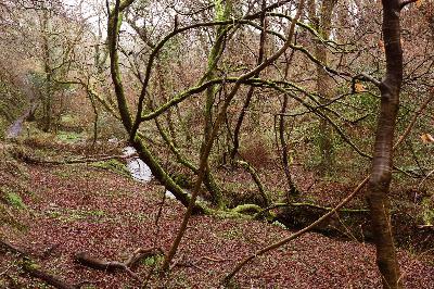 Into the Woods Into the Woods