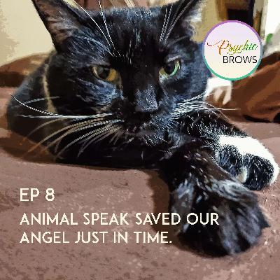 Animal Speak Saved Our Angel Just In Time
