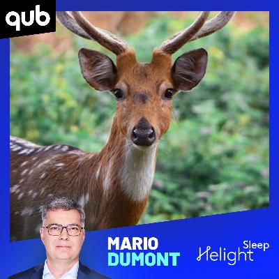 Ils tirent jour et nuit sur des cerfs en toute impunité parce qu’ils sont… Autochtones! Ils tirent jour et nuit sur des cerfs en toute impunité parce qu’ils sont… Autochtones!