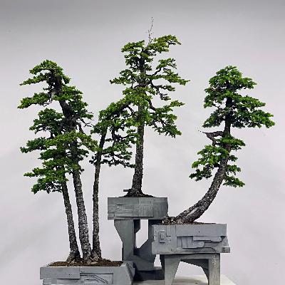 Episode #22 Aarin Packard & The Pacific Bonsai Museum Episode #22 Aarin Packard & The Pacific Bonsai Museum
