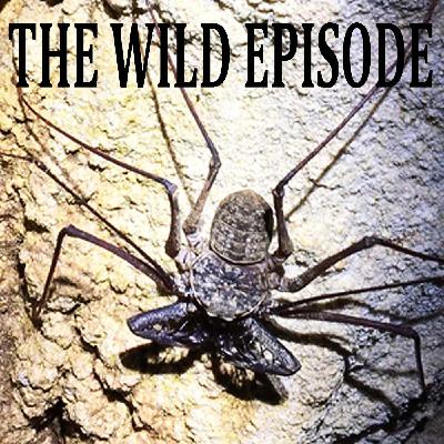 Phrynus longipes : The Whip Spider in the Cave