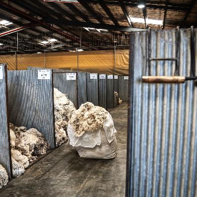 Andrew Partridge from Michell Wool on a week of 'normalising' for Australian wool markets Andrew Partridge from Michell Wool on a week of 'normalising' for Australian wool markets