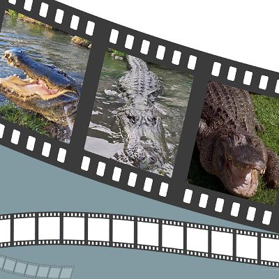 Alligator - Was He Born With It, Or Was It Dog Growth Hormone?