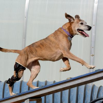 Assistive Devices for Stifle Disease Assistive Devices for Stifle Disease