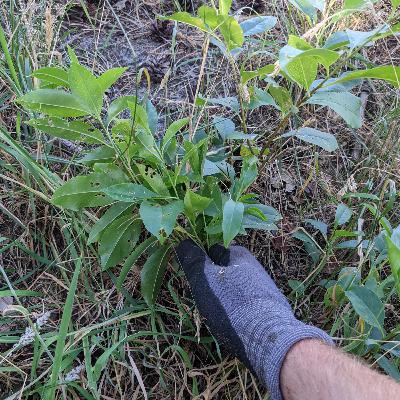 Aflevering 8: Amerikaanse vogelkers Aflevering 8: Amerikaanse vogelkers