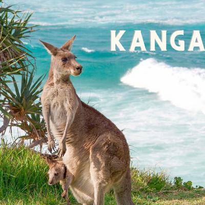 Kangaroos: Remarkable Marsupials of the Australian Landscape