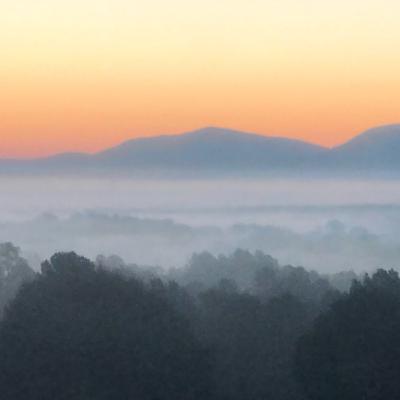 Morning Forest Fog
