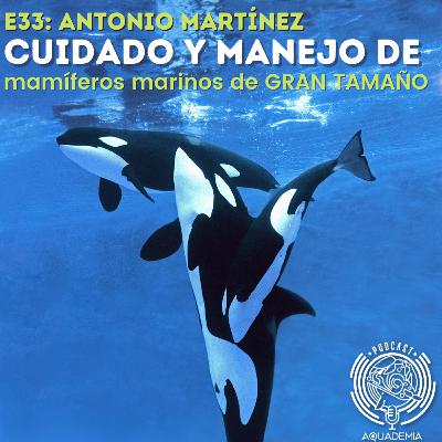E33: Antonio Martínez. Cuidado y manejo de mamíferos marinos de GRAN TAMAÑO E33: Antonio Martínez. Cuidado y manejo de mamíferos marinos de GRAN TAMAÑO
