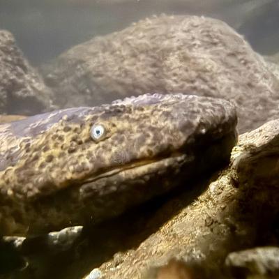 S6E28: Japanese Giant Salamanders with Richard Pearce