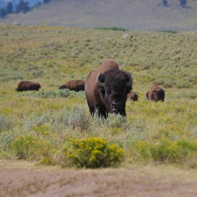 This Week in Yellowstone: August 21st to August 27th, 2025