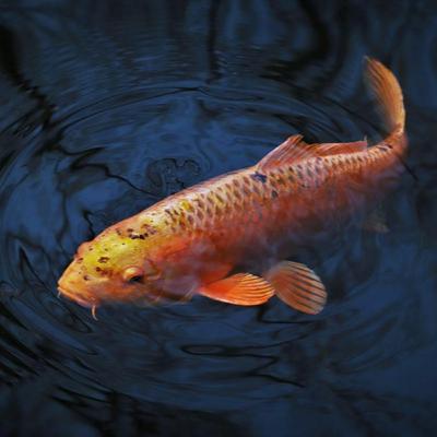 Koi in the Water, Luck in the Air: A Cultural Dive (E36)