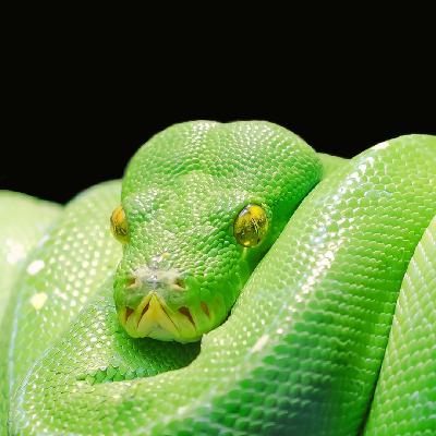 Python Security with Seth Larson