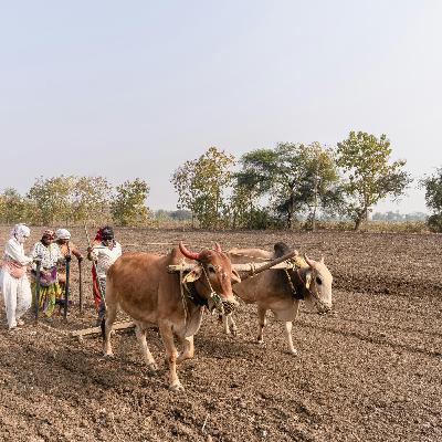 The Role of Youth in Agriculture and Livestock and Its Impacts on Society