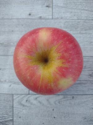 Episode 49 - What is a Pink Luster Apple?