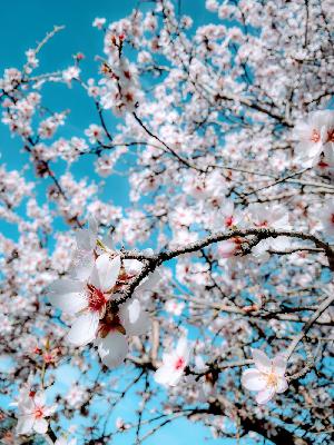 Pesach Meditation;The World Re-Awakens!