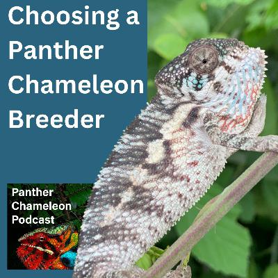 Choosing a Panther Chameleon Breeder Choosing a Panther Chameleon Breeder