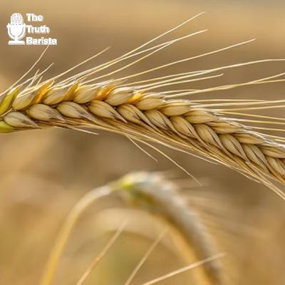 Charlie Kirk … A Grain of Wheat