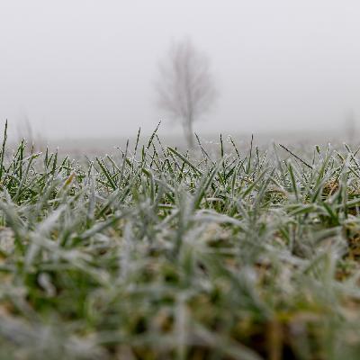 Seeding and Salvaging your Lawn and Garden Now or Never!