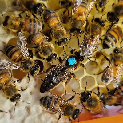 Open Mating Queens Open Mating Queens
