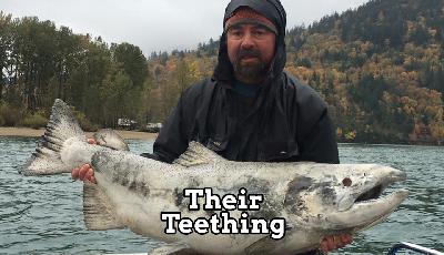 Always in Pursuit Episode Twenty-Three: Their Teething Always in Pursuit Episode Twenty-Three: Their Teething