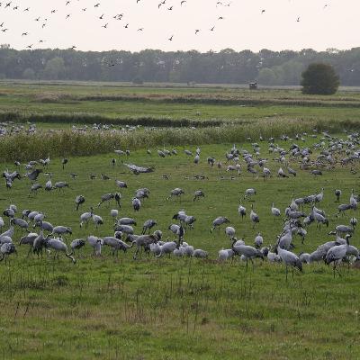 So gefährlich ist die Vogelgrippe für Katzen und Hunde
