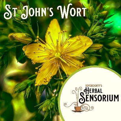 My Love Affair with St. John's Wort & A Cautionary Tale