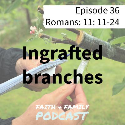 Episode 36: Ingrafted branches - Romans 11: 11-24 (Bible study)