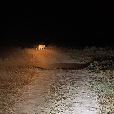 Safaris nocturnos en la sabana Africana Safaris nocturnos en la sabana Africana