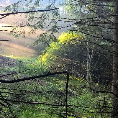 Reaktivität abschwächen und im Frieden sein - Teil 3