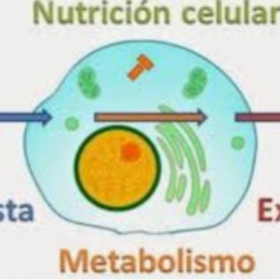 La mitosis